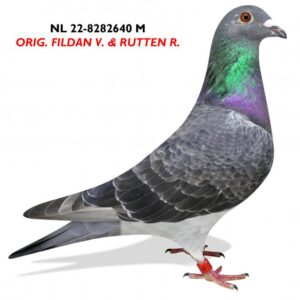 Van Tuyl - M